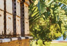 Boxes of Bee hives in box enclosures