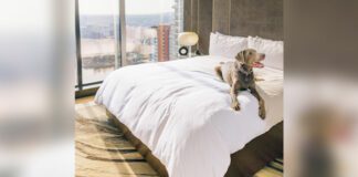 JW Marriott Parq Vancouver Hotel room with dog on bed