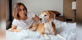 Woman and her beagle dog on sleeping on hotel room bed