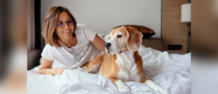 Woman and her beagle dog on sleeping on hotel room bed